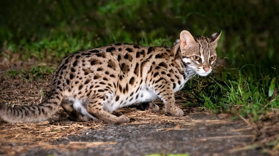 Tawi Wildlife Sanctuary, Lunglei, Mizoram - Vushii.com